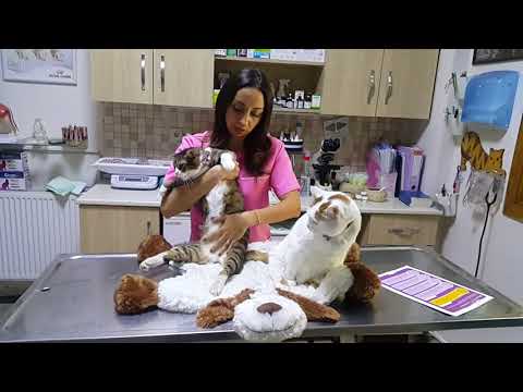 Video: Kedilerde Göğüste Kan