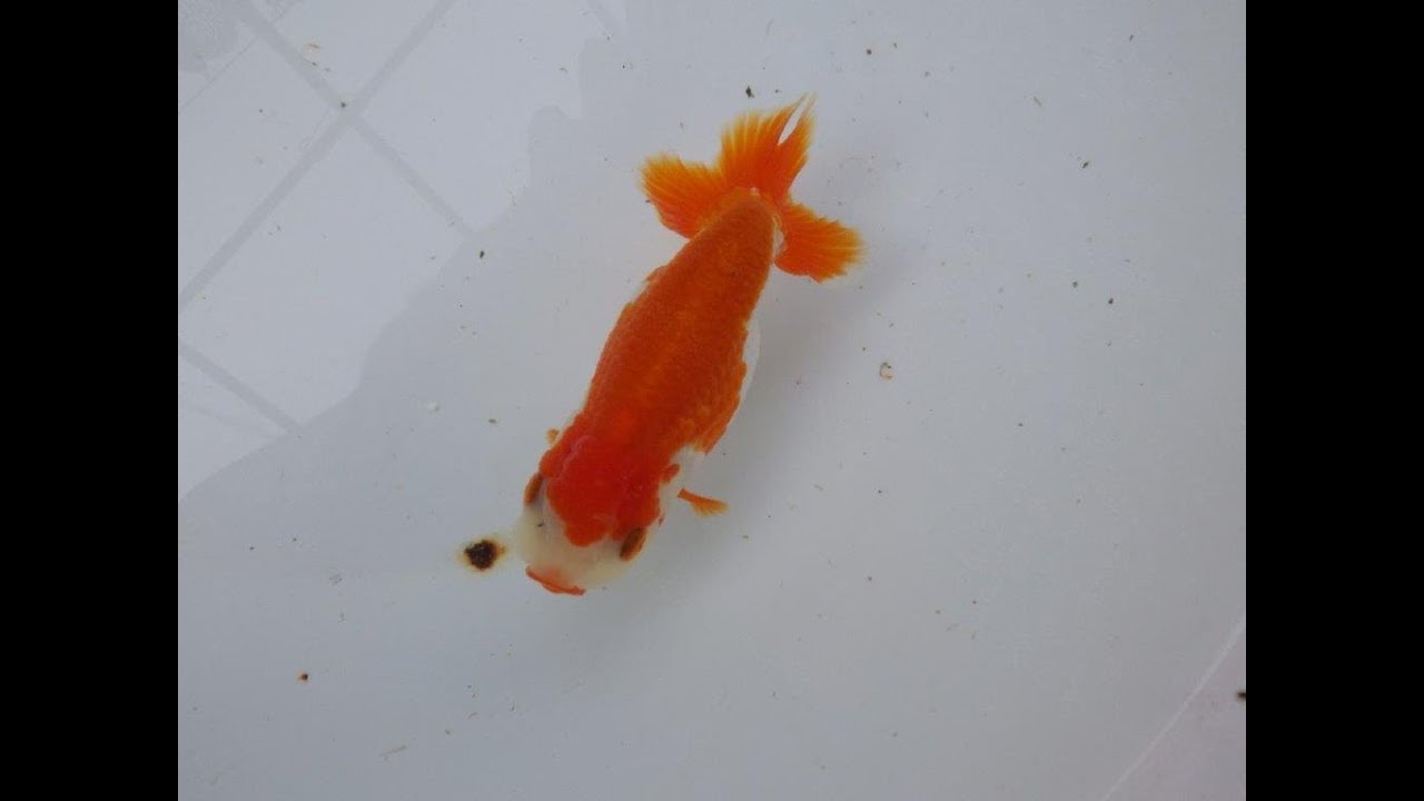 愛知超優良系統様】管理魚当歳らんちゅう H 四ッ尾 二本舵 約12,5