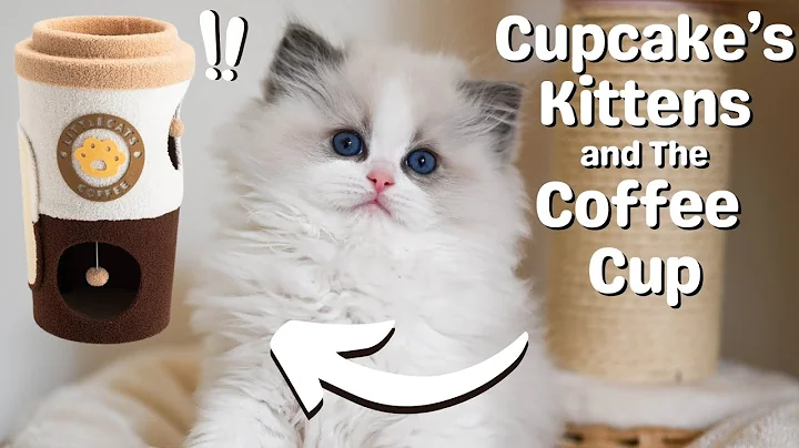 Watch the video about Ragdoll Kittens 10 Weeks Old 🐱 So Cute | Funny Kittens