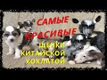 Самые Красивые Щенки Китайской Хохлатой Собаки. Наводим Красоту Банде