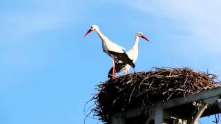 Transfer of Stork Nests | Portugal | Ascendi