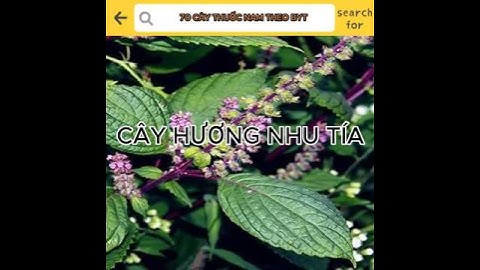 CÂY HƯƠNG NHU TÍA #yhoccotruyen #caythuocnam