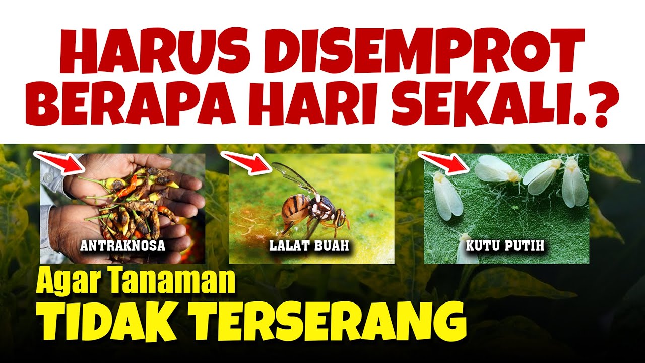 WAJIB TAU.!!! AGAR TANAMAN TIDAK TERSERANG HAMA & PENYAKIT | Dosis Insektisida & Fungisida