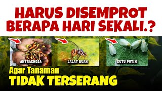 WAJIB TAU.!!! AGAR TANAMAN TIDAK TERSERANG HAMA & PENYAKIT | Dosis Insektisida & Fungisida