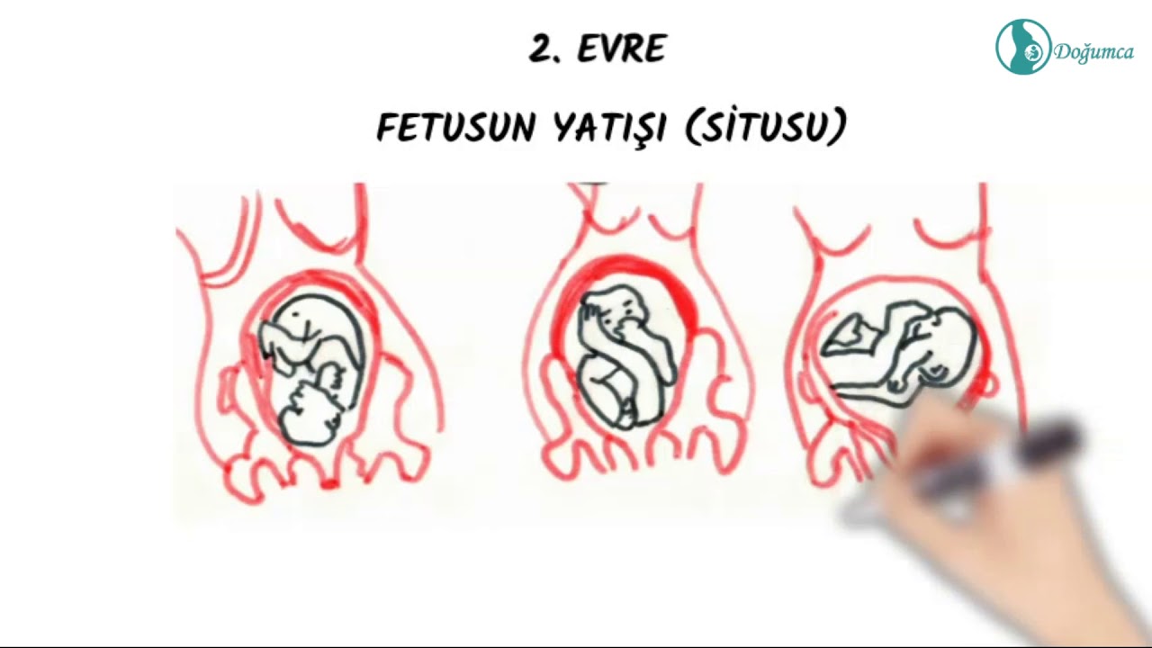 DOĞUMUN MEKANİZMASI - DOĞUMUN EVRELERİ
