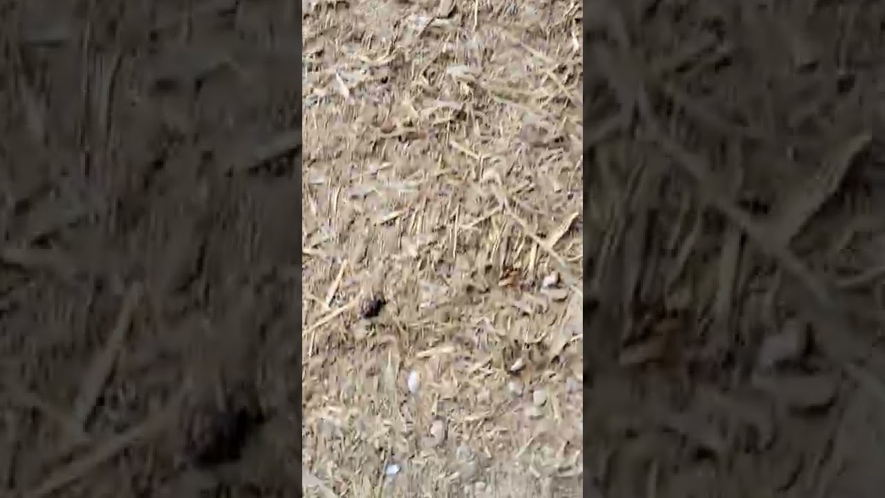 permethrin vs wood roach