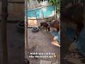 Thejas &amp; Meenakshi 🥰 #mylaporekitchens #rescueanimal #rescuebull #rescuecow