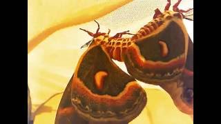 Hyalophora cecropia moths mating.