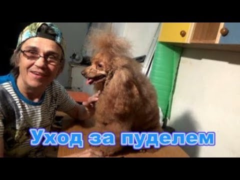 Регулярный уход за пуделем