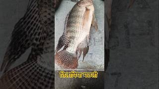 तिलापिया मछली जिसे कवई मछली भी बोलते हैं, बहुत शानदार और टेस्टी मछली होती हैं | Fish Market #shorts