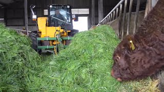 Zero Grazing  - is it the way Forward for Finishing Cattle?