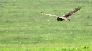 Download Lagu Bruine kiekendief, Circus aeruginosus, Burung Lang Kepala Putih, Marsh Harrier, hunting. MP3