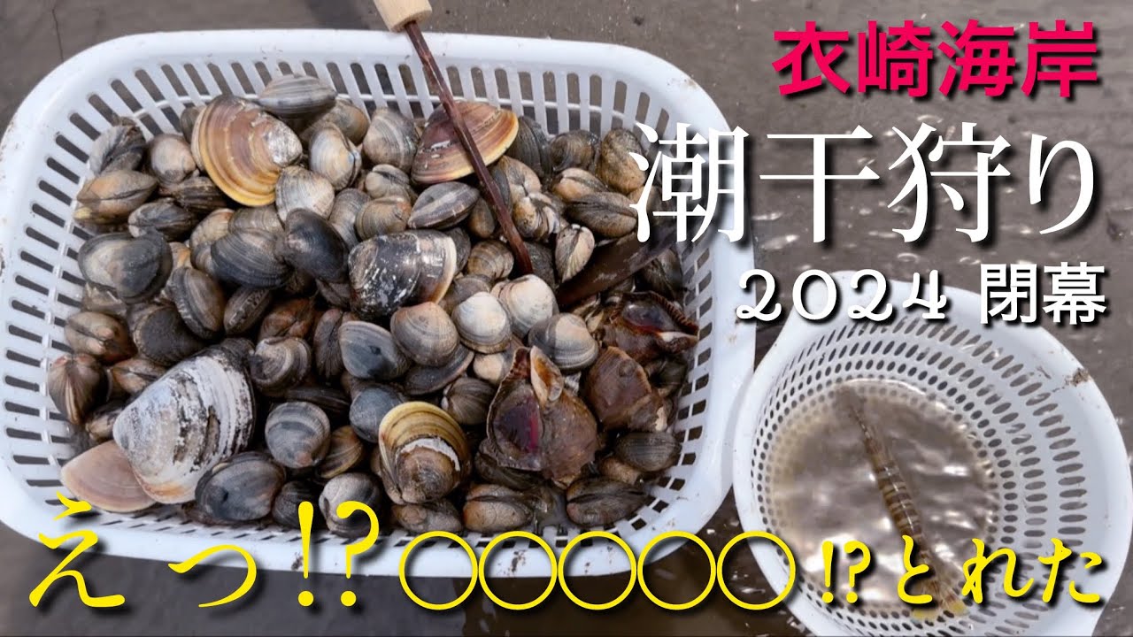 【潮干狩り】えっ!?◯◯◯◯◯!?採れた!!/衣崎海岸2024閉幕/愛知県西尾市