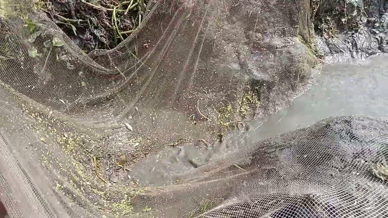 গ্রামের ধানি জমিতে প্রচুর পরিমাণ মাছ।। Asian village fishing