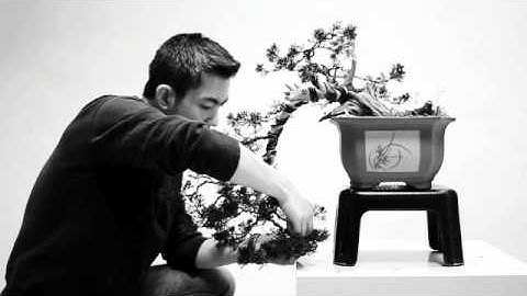 Bonsai - restyling - semi cascade to cascade - juniperus chinensis