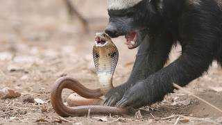Honey badger vs. King cobra — A fierce battle with only one survivor