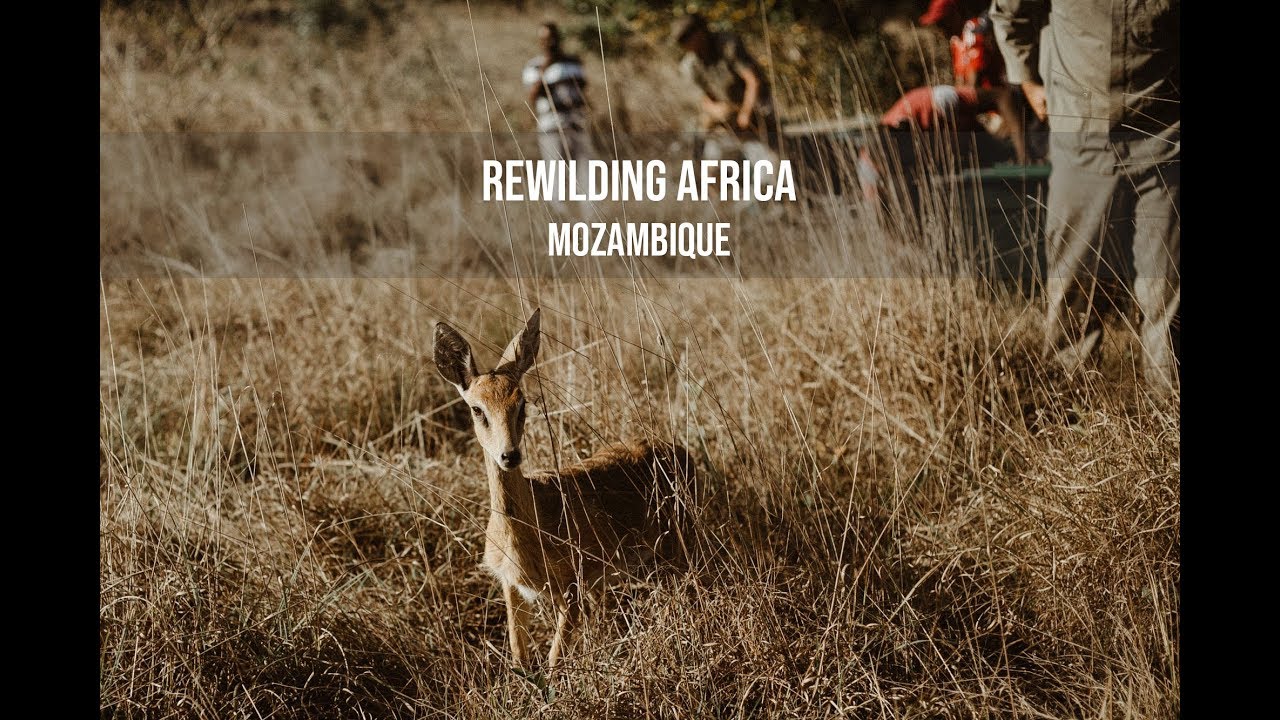 Rewilding Africa: Mozambique