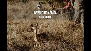 Rewilding Africa: Mozambique