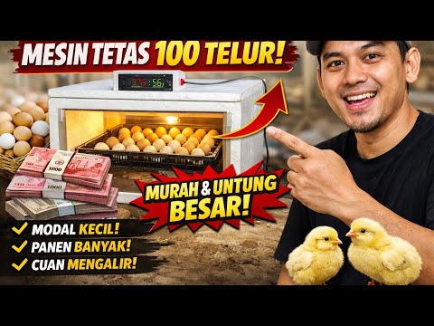CAPITAL Rp. 200K ALREADY HAVE A HATCHING MACHINE WITH A CAPACITY OF 70-100 EGGS!!
