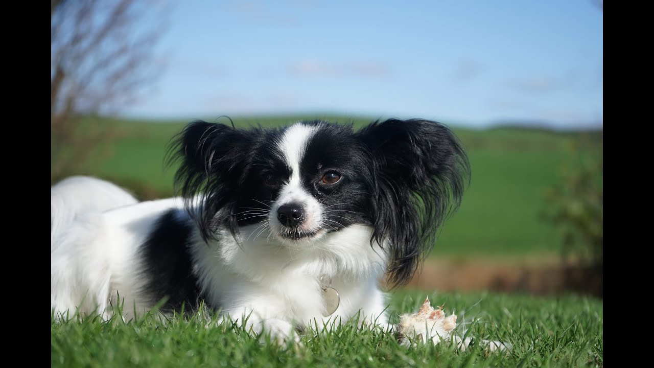 Papillon & Phalene Puppies & Dogs Enjoying The Sun