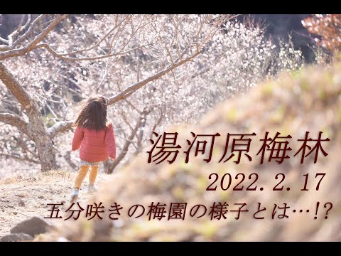 湯河原梅林(幕山公園)／2022.2.17