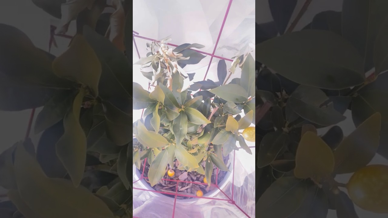 My little orange Kumquat plant after the snowstorm and freeze | North Carolina Backyard Garden