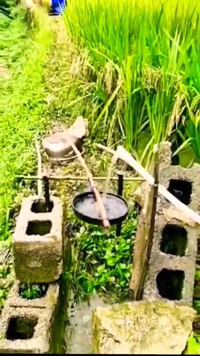 Alat Pertanian Kreatif Pengusir Hama Burung Sawah #shorts