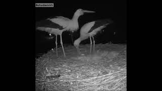 احتفال طائر اللقلق بأول بيضة له Stork celebrates its first egg