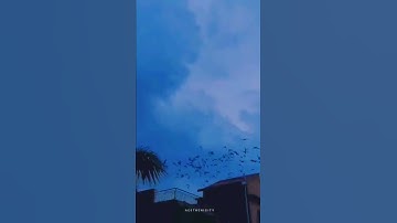 Thumbnail of 💙Luis Fonsi - Despacito ft. Justin Bieber (Lyrics💕) Status | Whatsapp Status ❤️✨