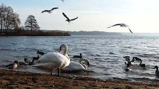 Swans   31264