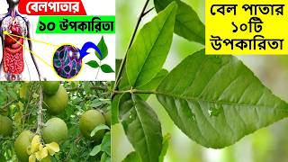 বেল পাতার কার্যকরী ১০টি উপকারিতা,Bel pata benefits Bangla,বেল পাতার স্বাস্থ্য উপকারিতা,eHealth BD screenshot 2