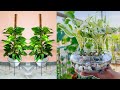 Full compiles many unique ideas growing pothos plants to decorate desk beautiful garden