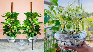 FULL compiles many unique IDEAS growing Pothos plants to decorate desk, beautiful garden