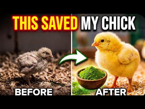 Natural Leaf That Helped My Weak Chicks Recover Fast
