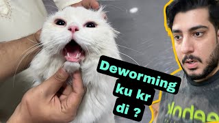 Jerry ki Deworming kyun karni Pari ? Cat Deworming Made Easy: Expert Tips and Tricks by Chubby Meows 22,984 views 11 months ago 3 minutes, 45 seconds