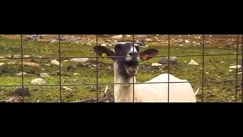 Taylor Swift - Trouble (Goat Remix)