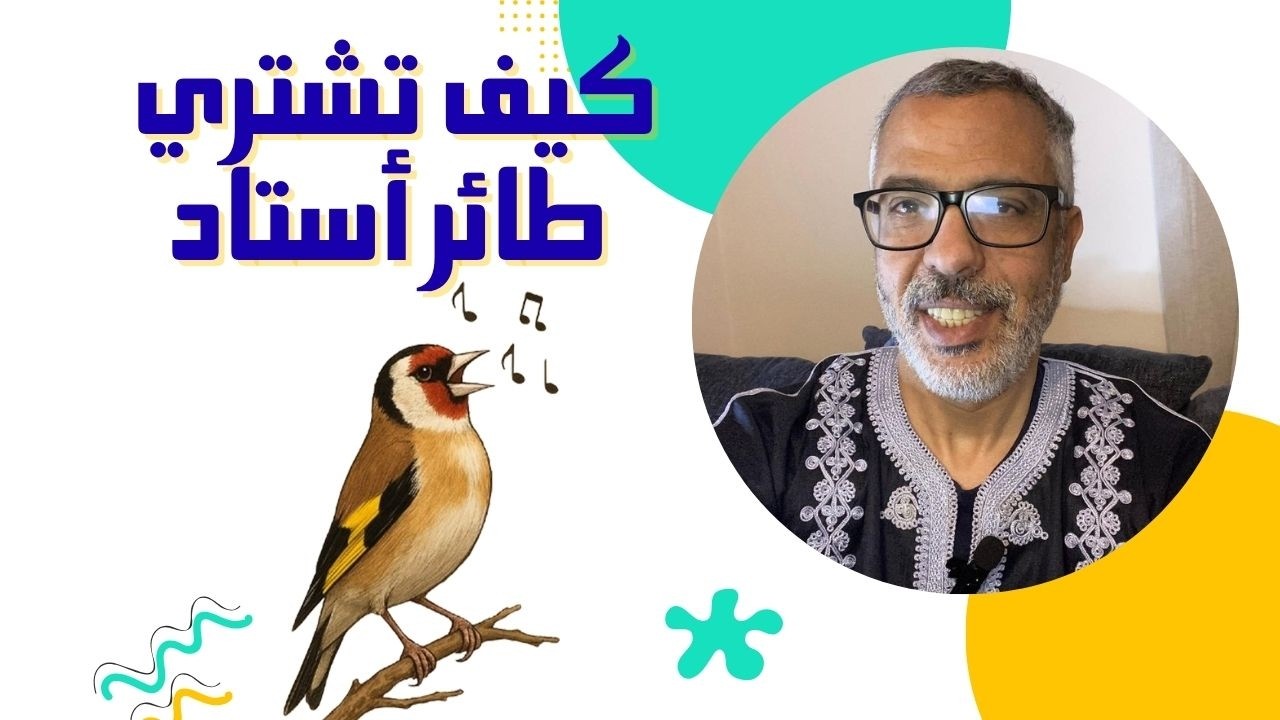 قبل ما تشتري طائر أستاد هجين أو حسون شاهد هذا الفيديو!