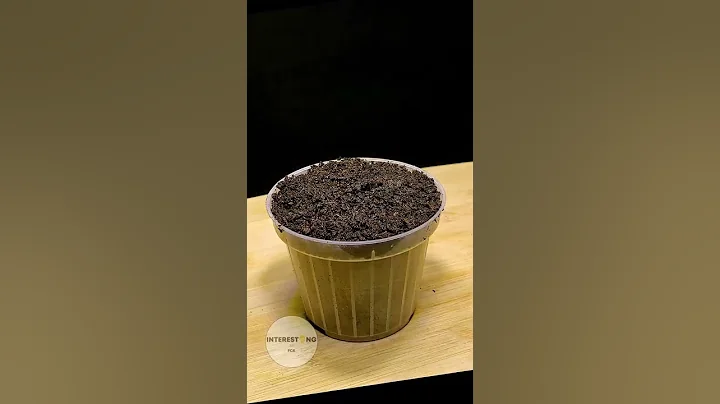 Growing a lemon tree from seed timelapse! #timelapse #plants #lemon