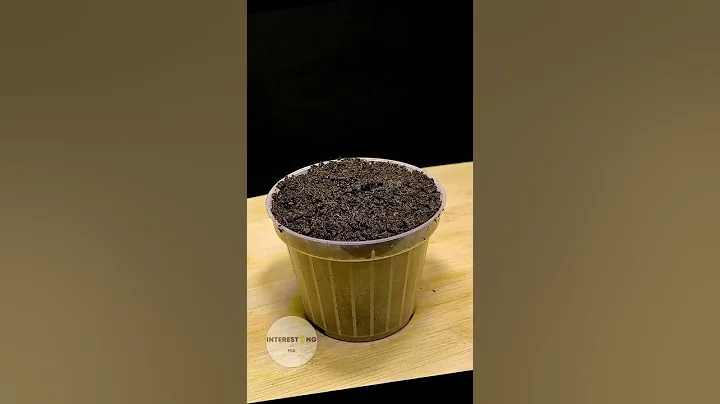 Growing a lemon tree from seed timelapse! #timelapse #plants #lemon - DayDayNews