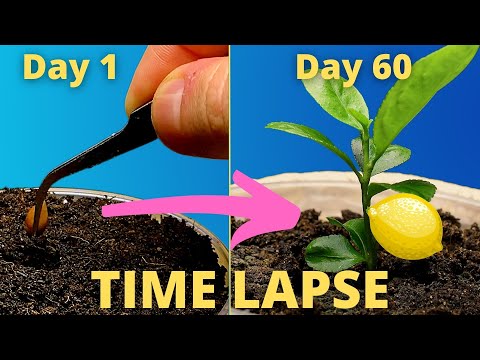 Growing a lemon tree from seed timelapse! #timelapse #plants #lemon