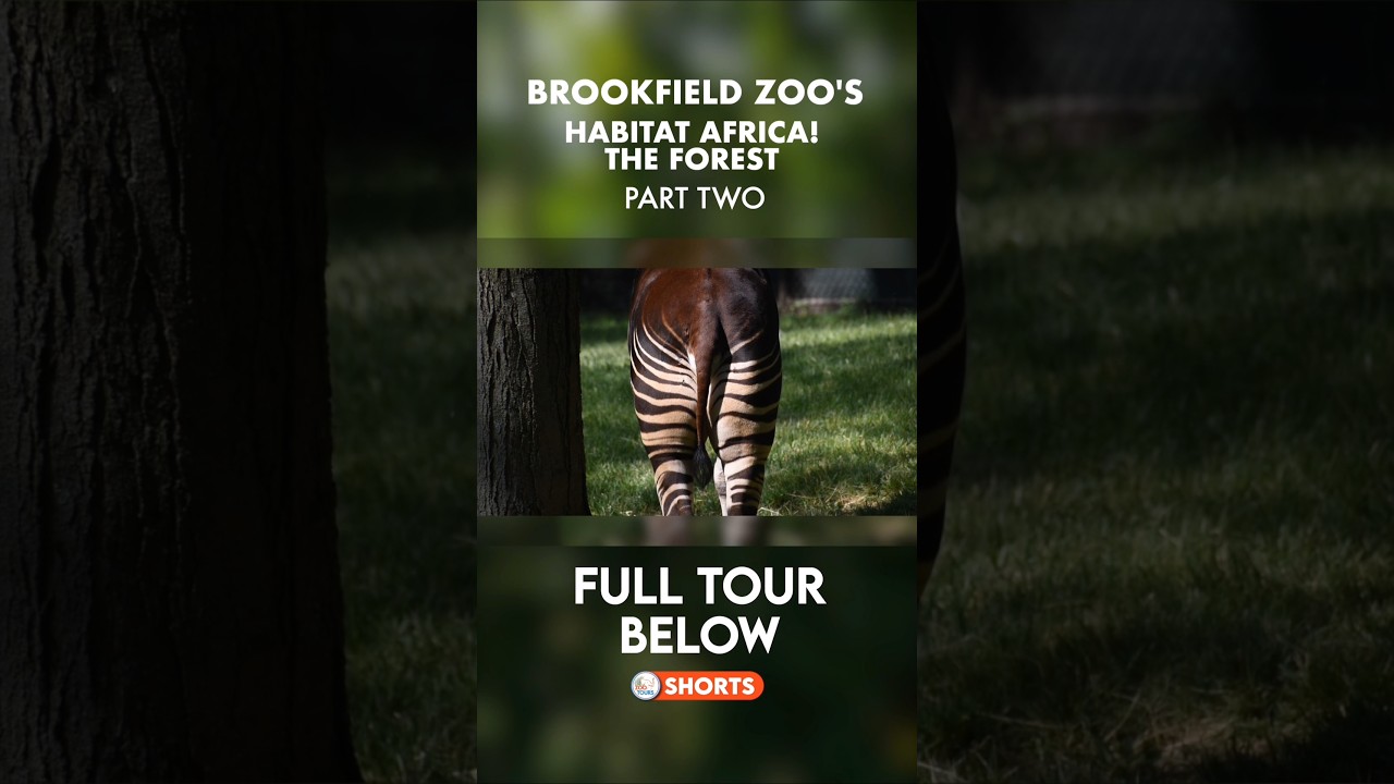 Зоопарк Брукфилд в Чикаго: Африка! Лес - КОРОТКОМЕТРАЖНЫЙ ВЫПУСК № 2 