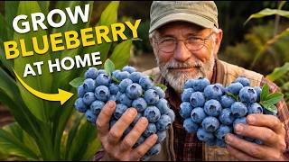 How to Get FREE Blueberry Plants from Store Bought Blueberries... The Way Old Growers Did It screenshot 5