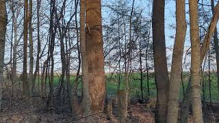 Deer - Abraham Lincoln Birthplace National Park Walking Trails - Hodgenville, Kentucky - 3/4/2024