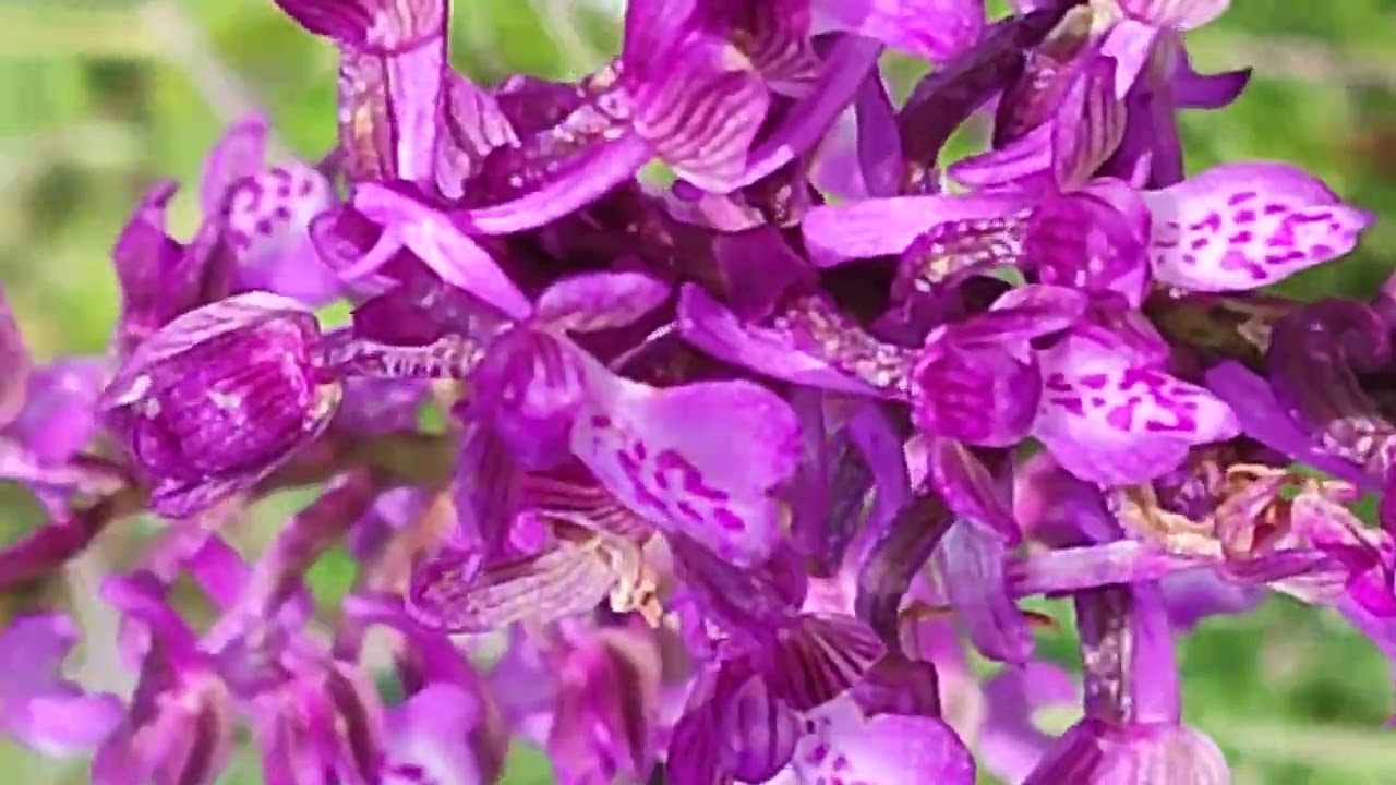 Обикновен Салеп,Orchis morio,Anacamptis morio,див,лечебен,сладкарство,напитки,Казанка.