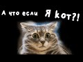 Кот проснулся от запаха | Угнать витаминку за 60 секунд!