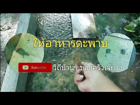 ตะพาบน้ำกินอาหาร