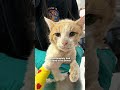 Cat Found Crying Alone In The Snow Finally Gets His Happy Ending | The Dodo