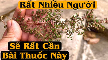 Rất Nhiều Người Sẽ Rất Cần Bài Thuốc Này | trị Teo Chân Do Đau Dây Thần Kinh Toạ. PHAN HẢI Channel