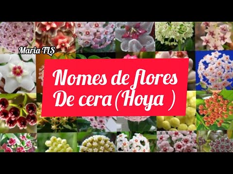+120 nomes de flores cera(Hoya)\(*;*)/#mariatls #flowers #nomedecerahoya