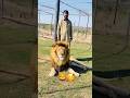 So friendly king 👑 lion #tiger #lion #tigerspotted #wildcats #animals #trendingshorts 🦁🦁🦁